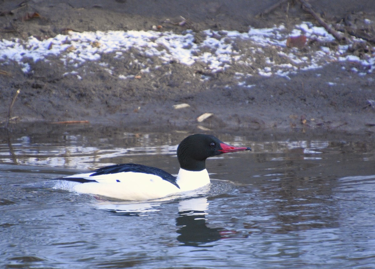 Common Merganser (North American) - ML521548661