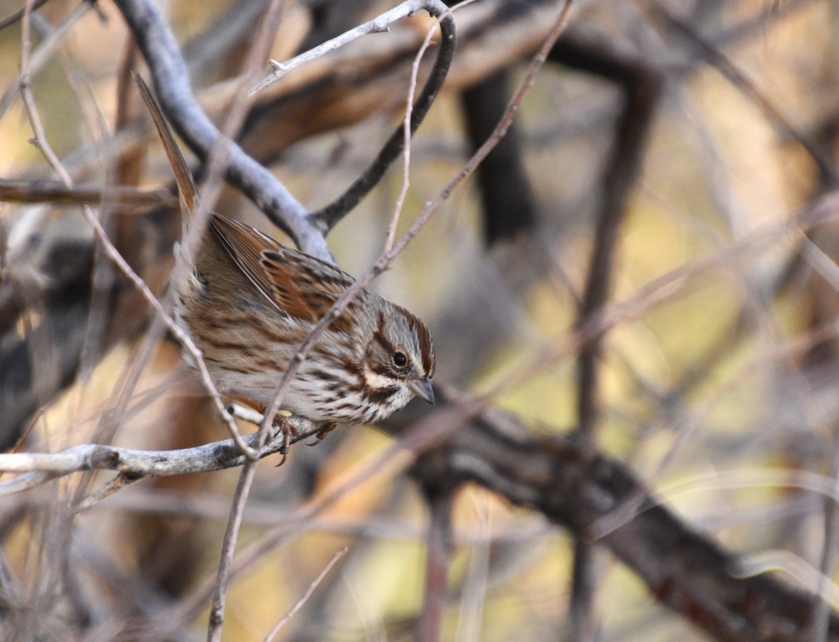 Song Sparrow - Austin Young