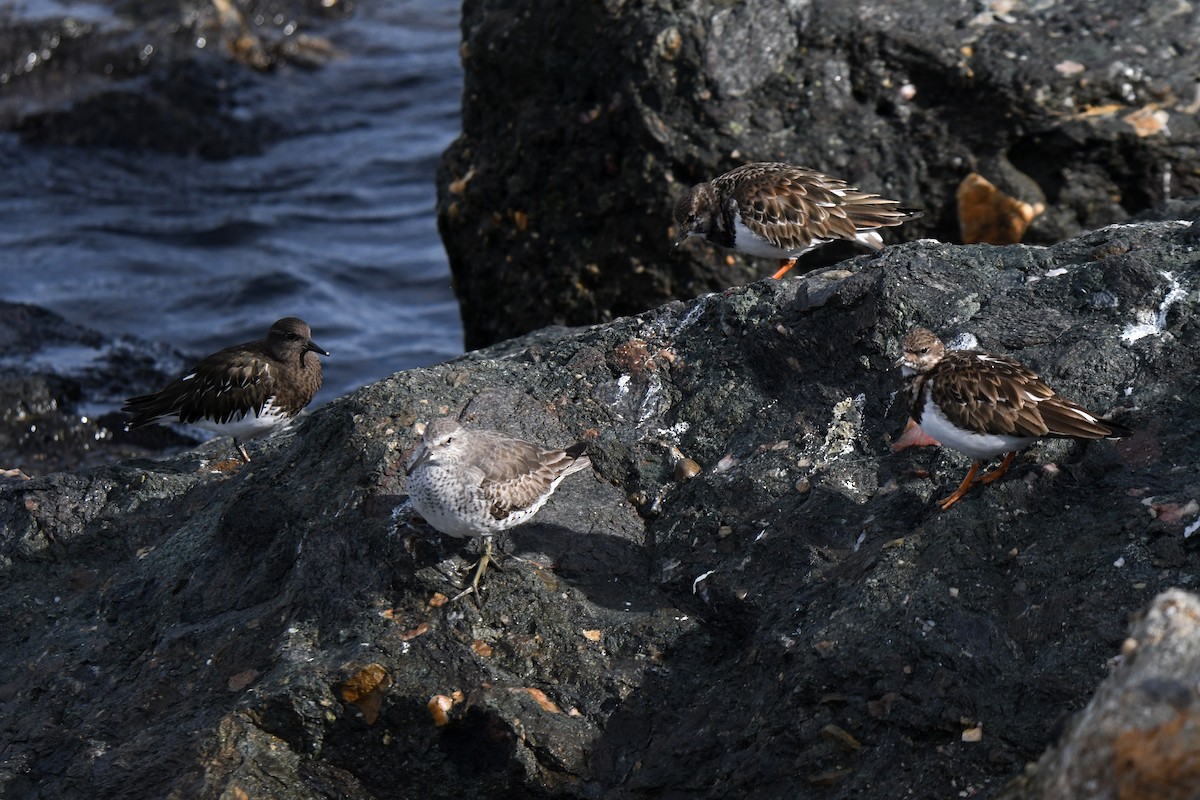 Red Knot - ML521549471