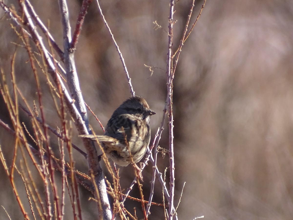 Song Sparrow - ML521549481