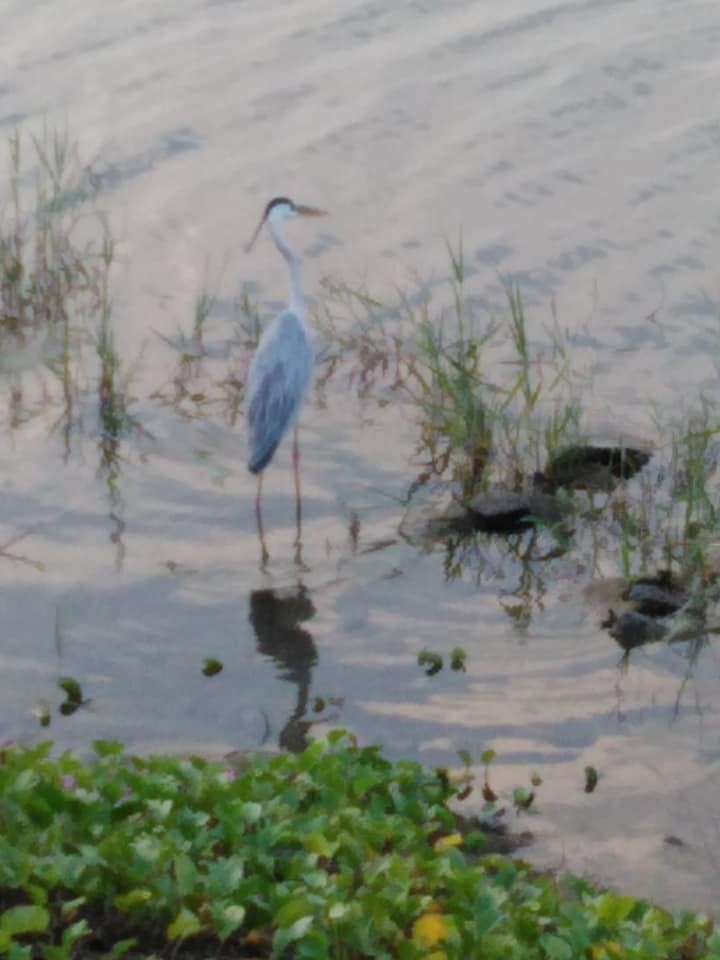 Gray Heron - ML521549811