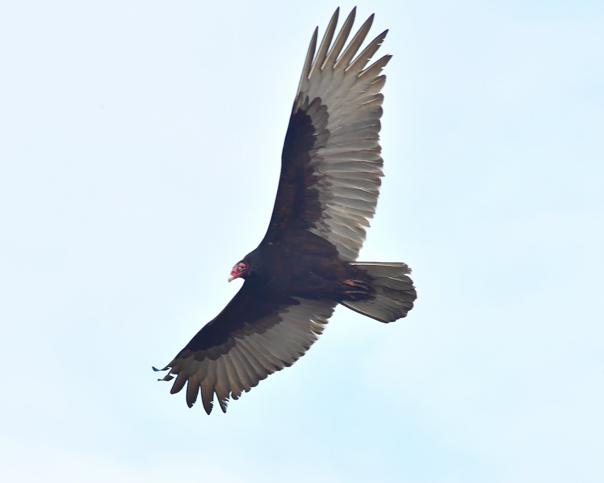 Turkey Vulture - ML521550791