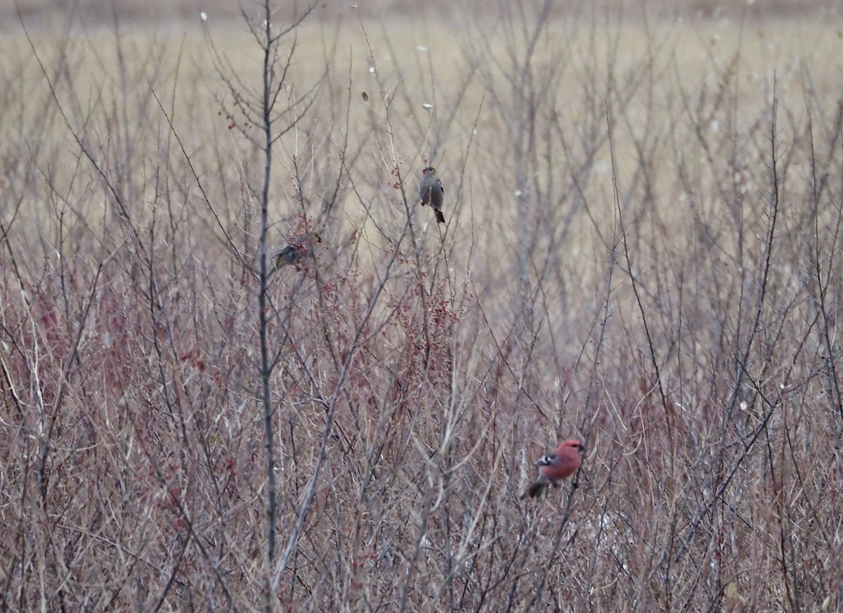 Pine Grosbeak - ML521551171