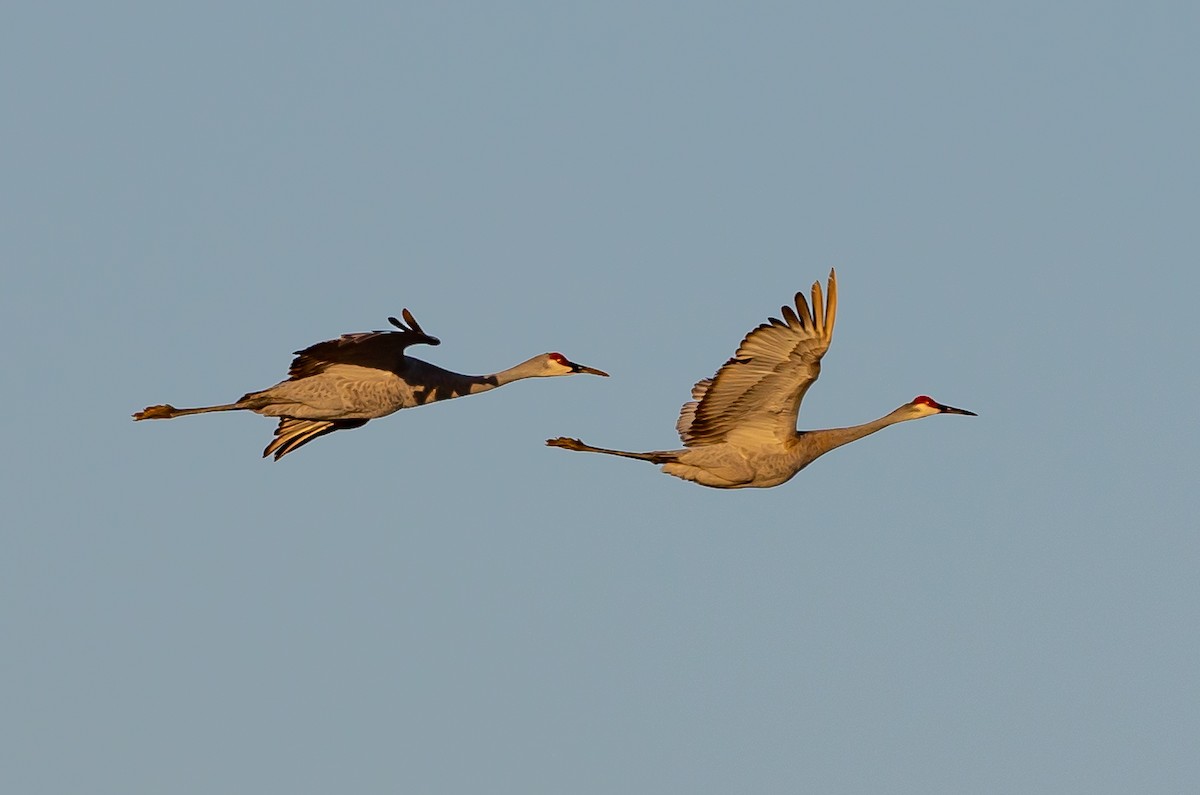 Sandhill Crane - ML521551321