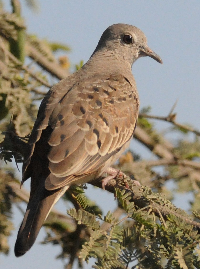 Ruddy Ground Dove - Steven Mlodinow