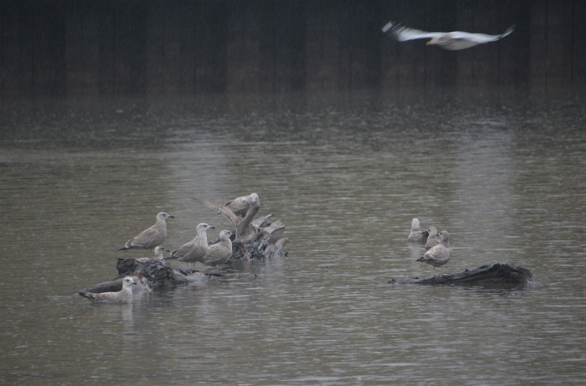 Herring Gull - ML521554061