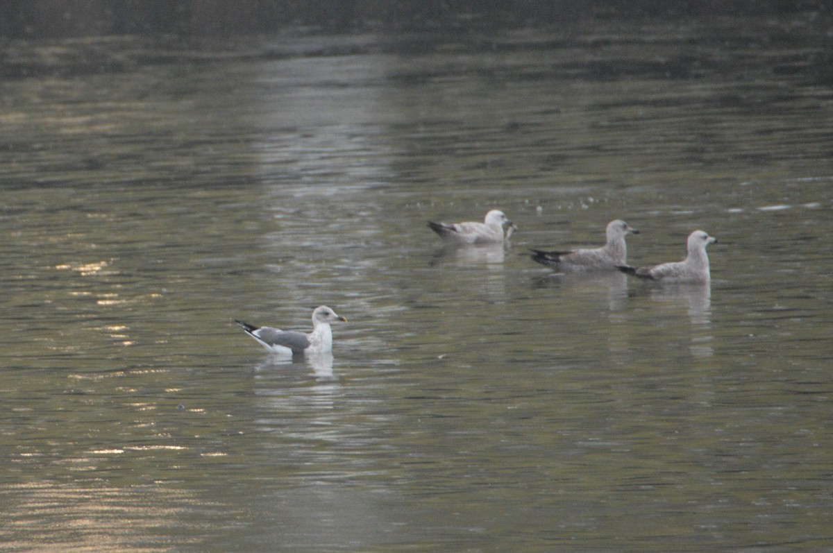 Lesser Black-backed Gull - ML521554311