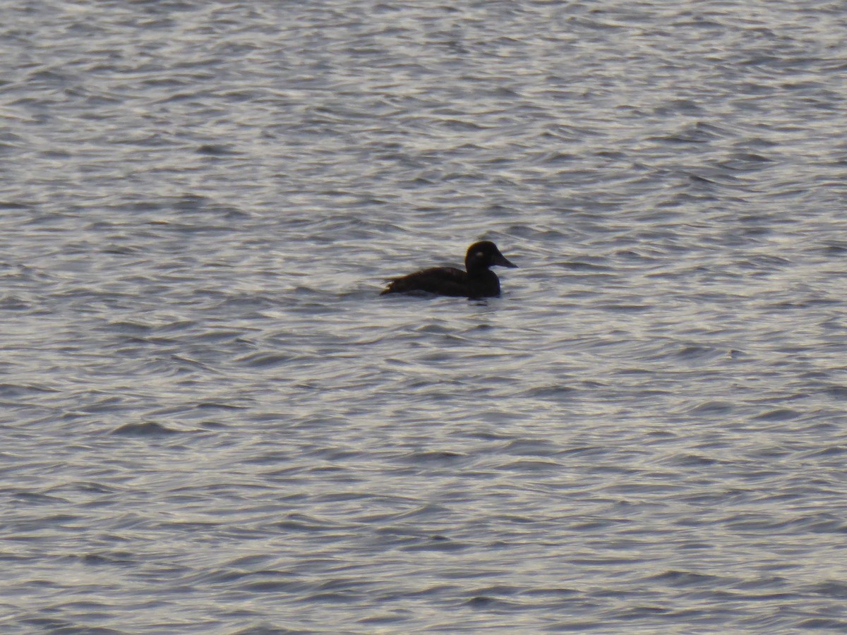 Surf Scoter - ML521554611