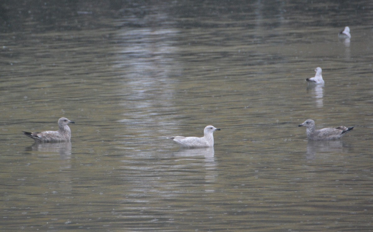 Iceland Gull - "Chia" Cory Chiappone ⚡️