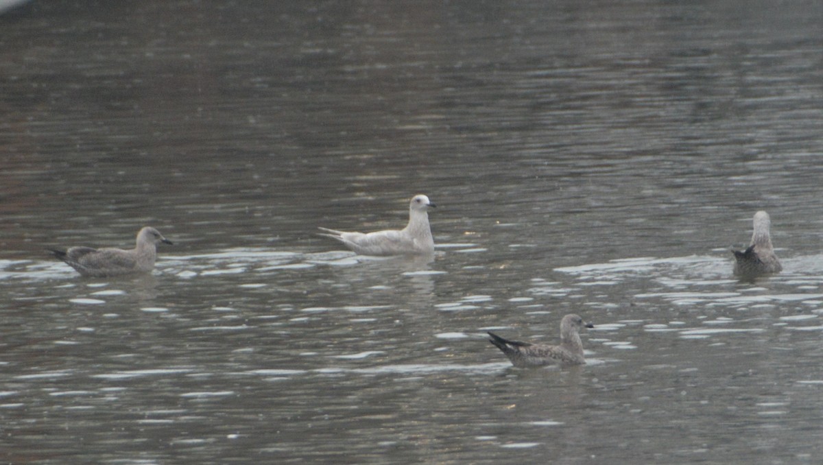 Gaviota Groenlandesa - ML521554841