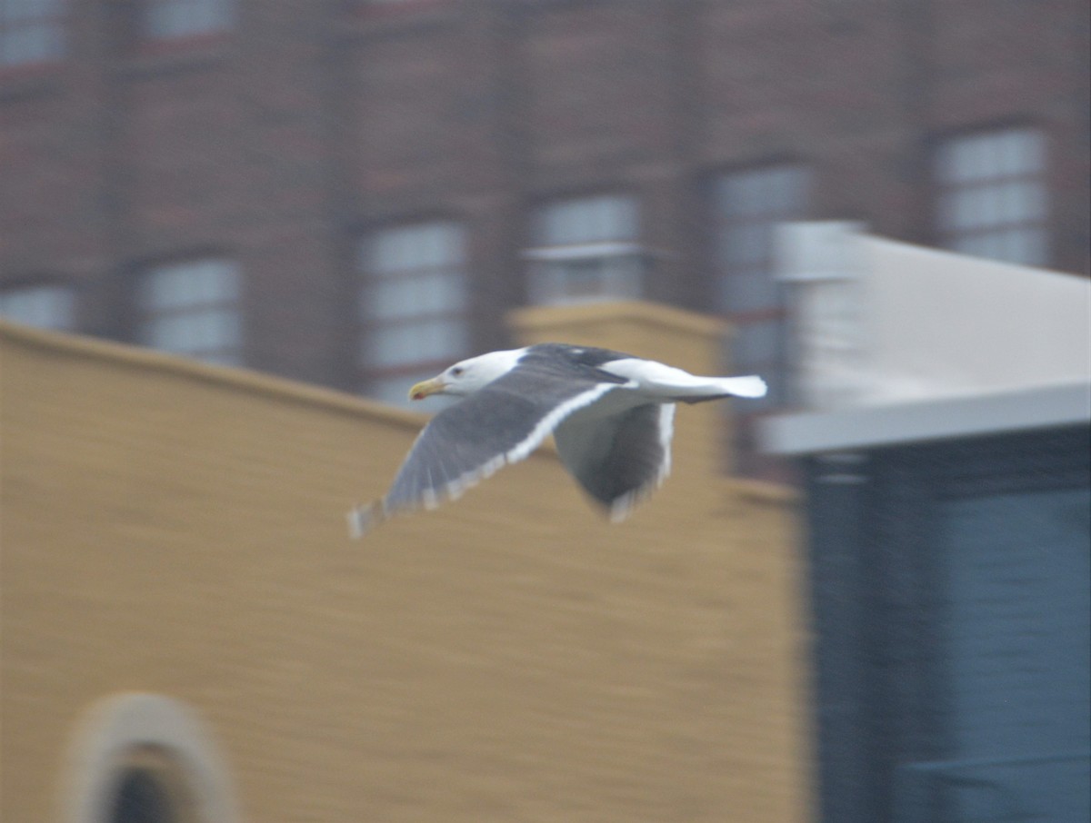 Great Black-backed Gull - ML521555131