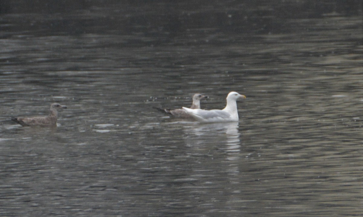 Glaucous Gull - ML521555351