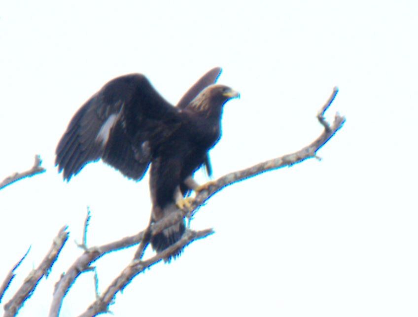 Golden Eagle - ML521555441