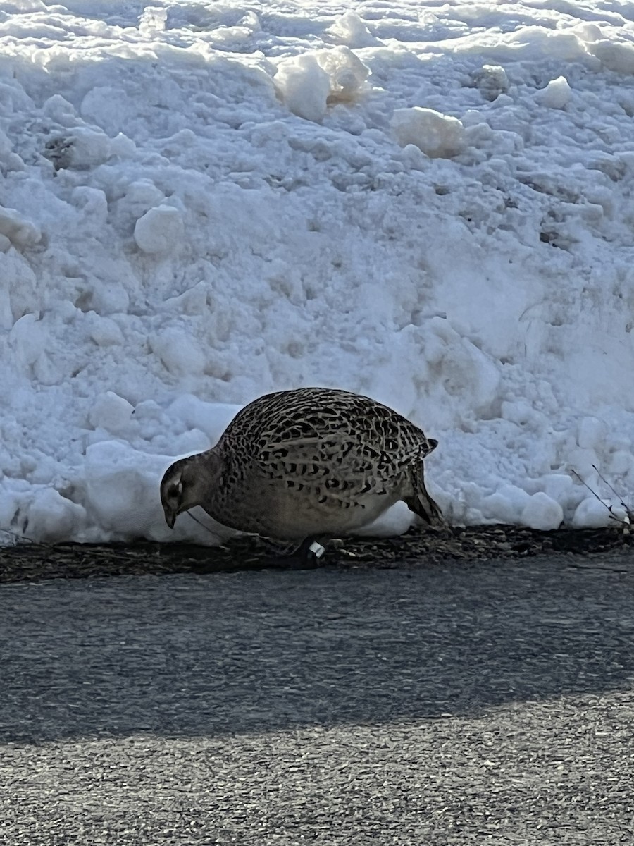 Ring-necked Pheasant - ML521555671