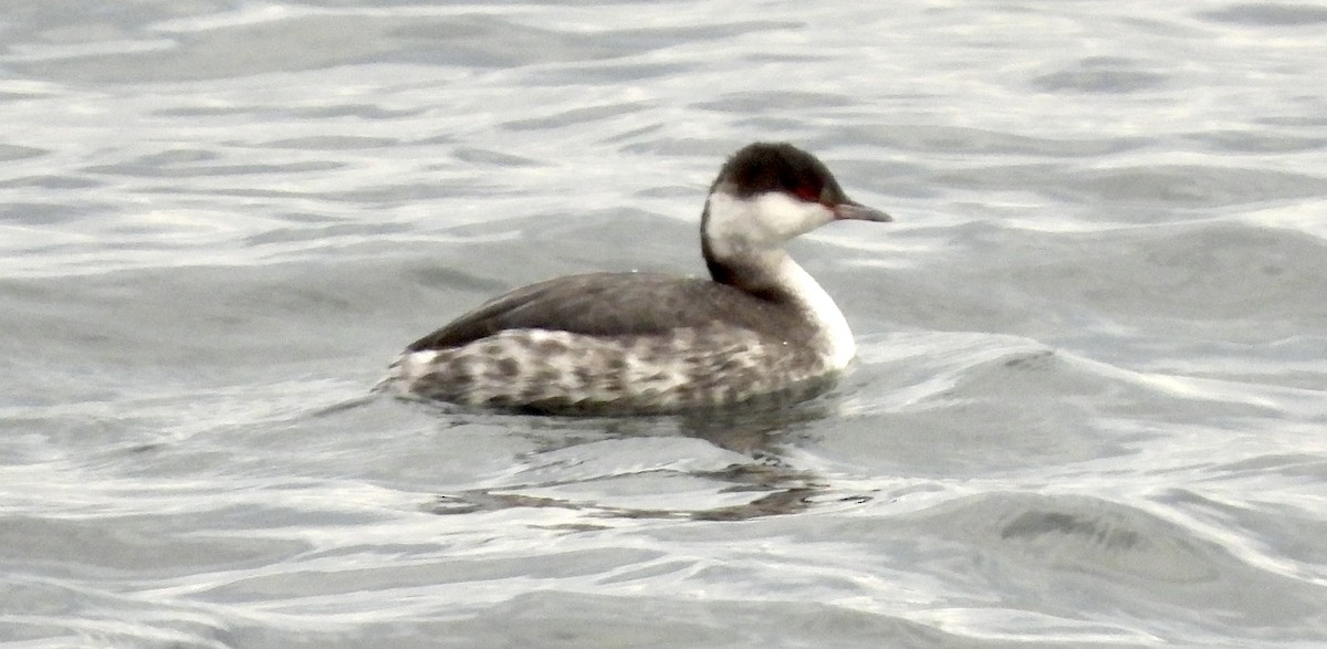 Horned Grebe - ML521555781