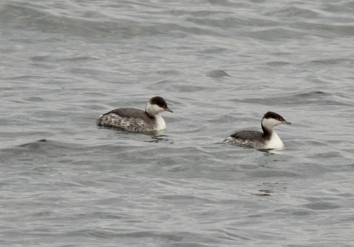 Horned Grebe - ML521555791