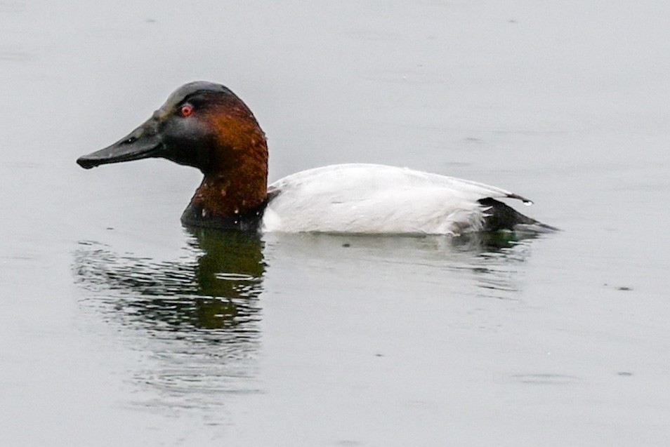 Canvasback - ML521556621