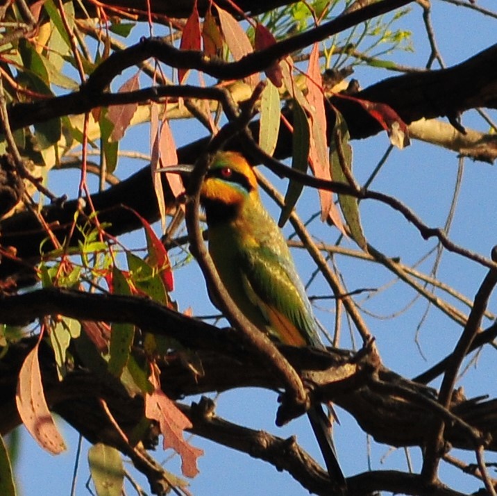 Rainbow Bee-eater - ML521558971