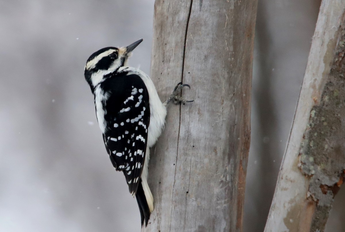 Hairy Woodpecker - Michele Chartier