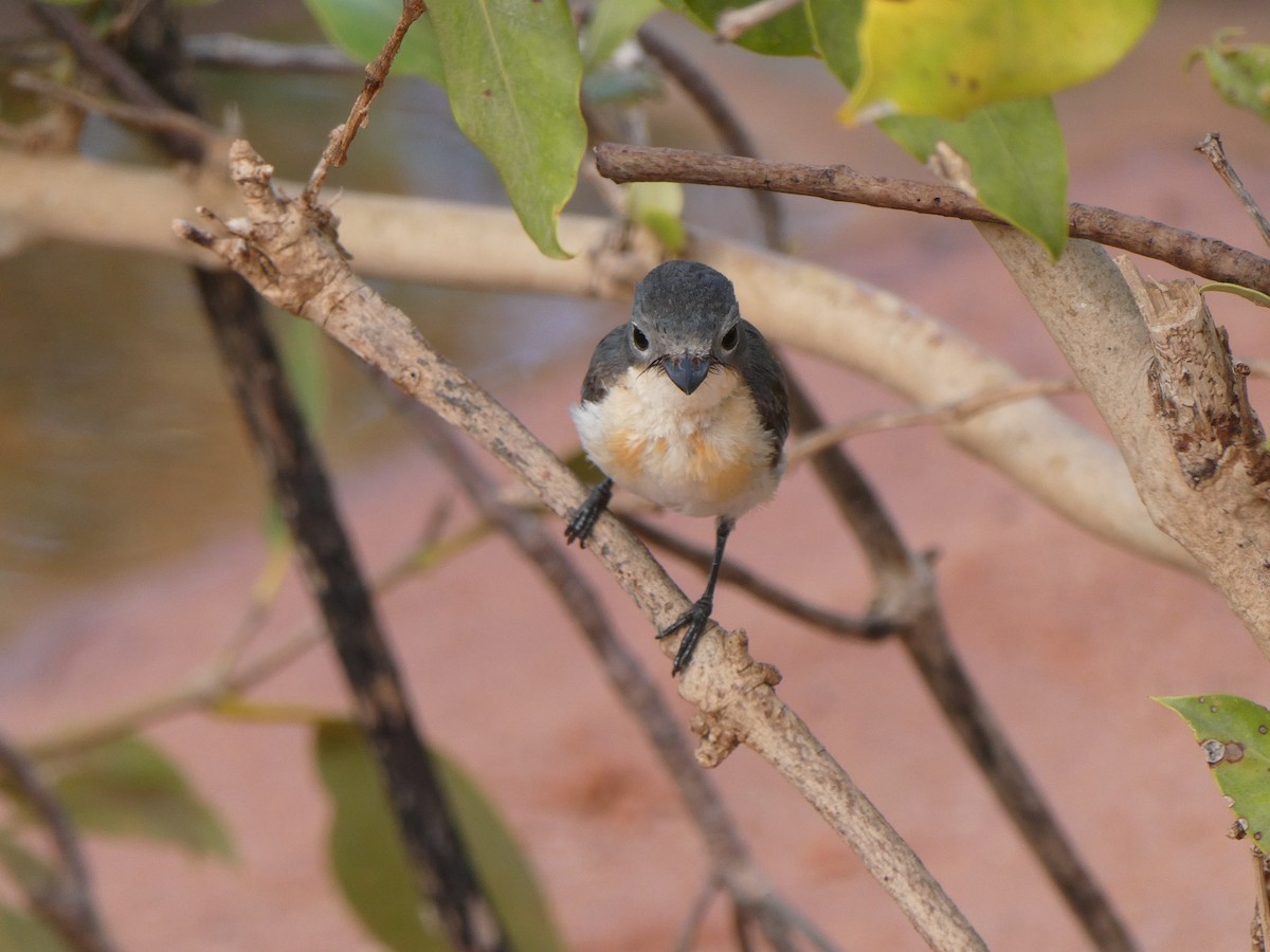 Broad-billed Flycatcher - ML521559141