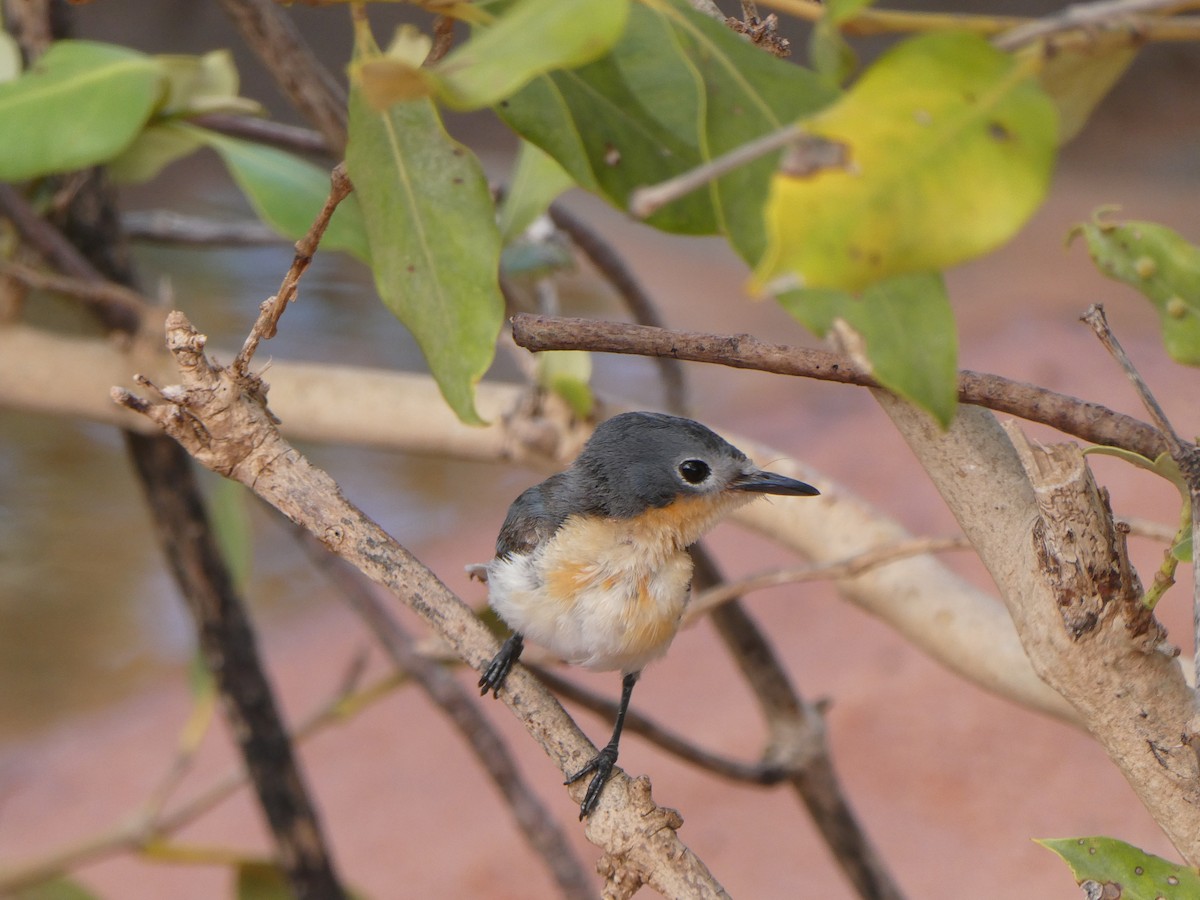 Broad-billed Flycatcher - ML521559161