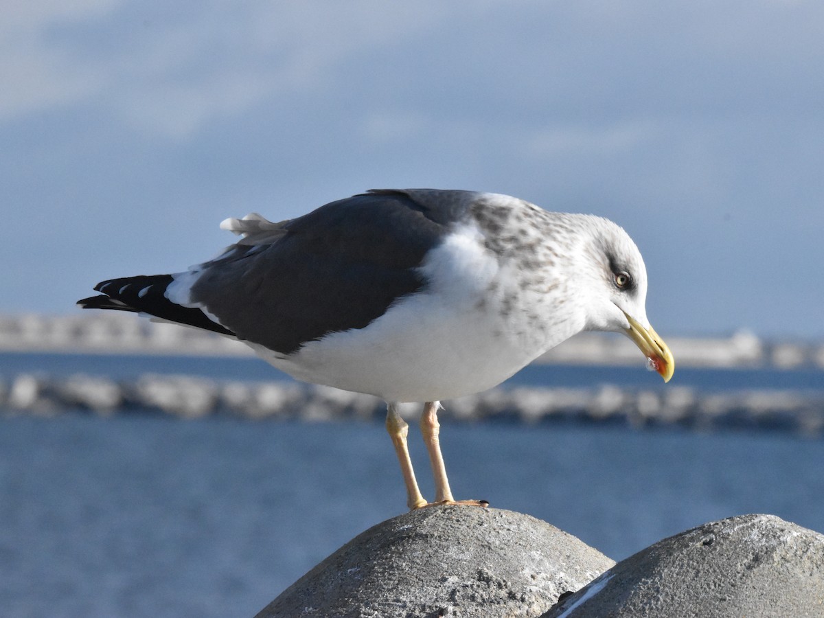 Lesser Black-backed Gull - ML521559751