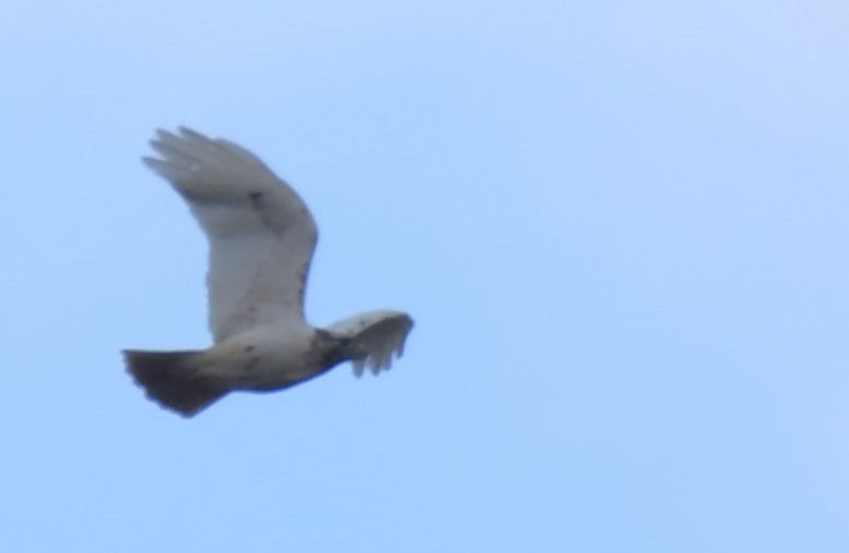 Red-tailed Hawk - ML521559951