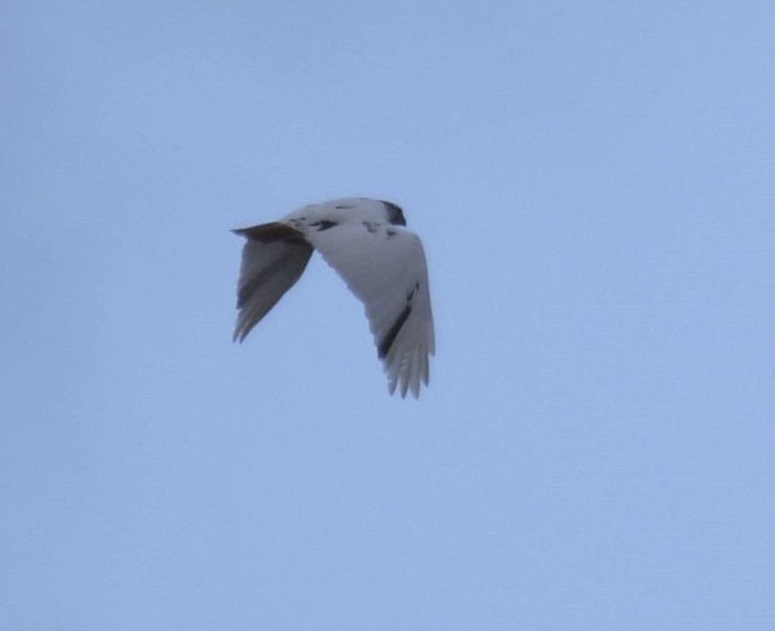 Red-tailed Hawk - ML521559981