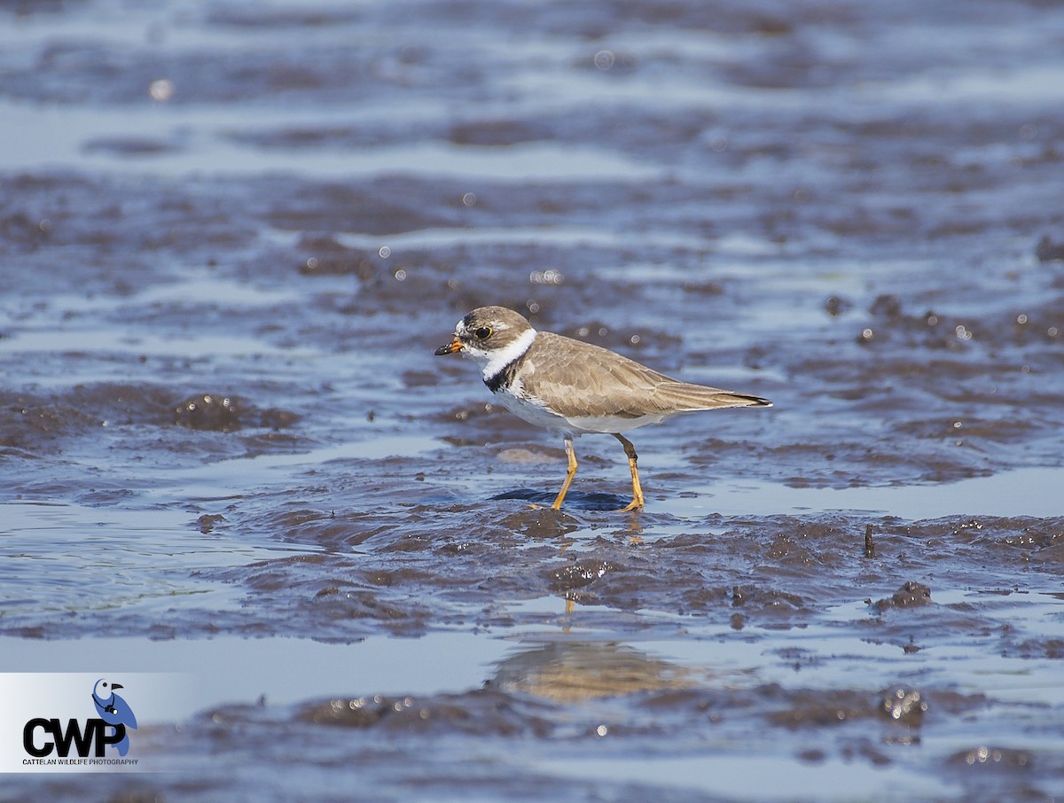 Semipalmated Plover - ML52156091