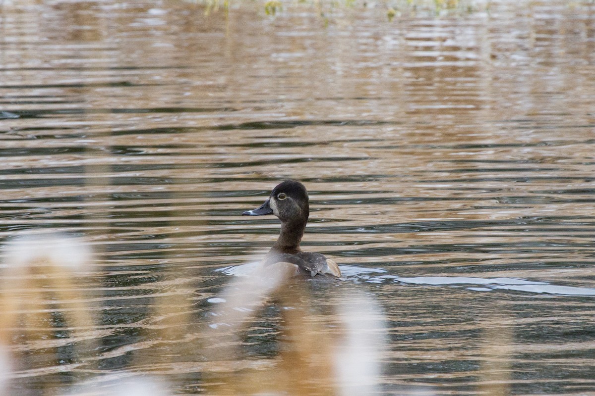 Ring-necked Duck - Fred Yost