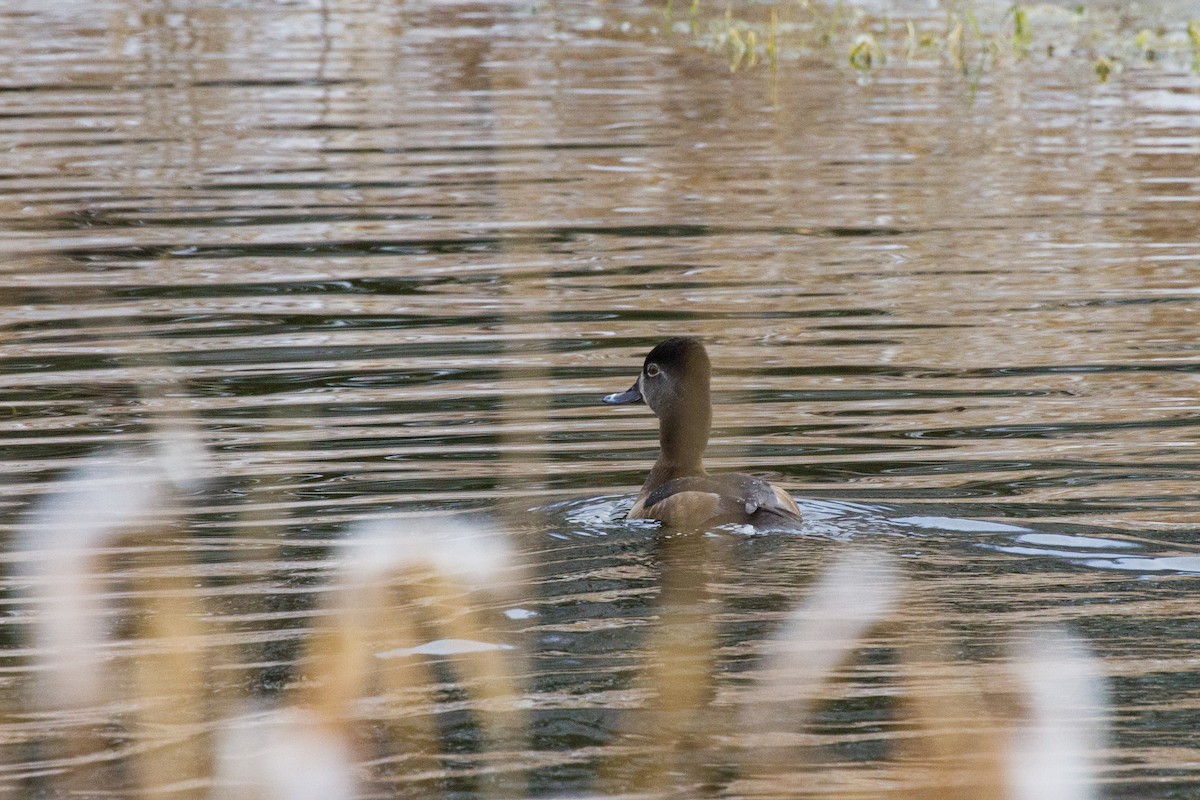 Ring-necked Duck - ML521561001