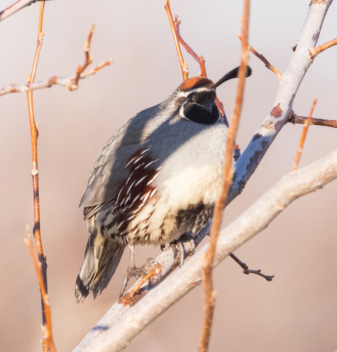 Gambel's Quail - ML521561051