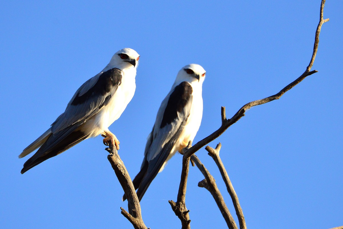 Black-shouldered Kite - ML521561061