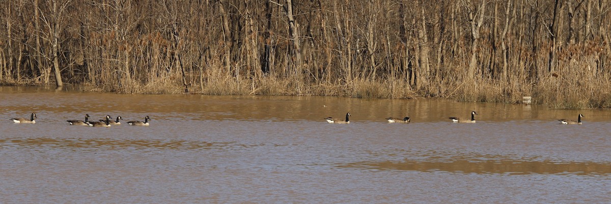 Canada Goose - ML521561541