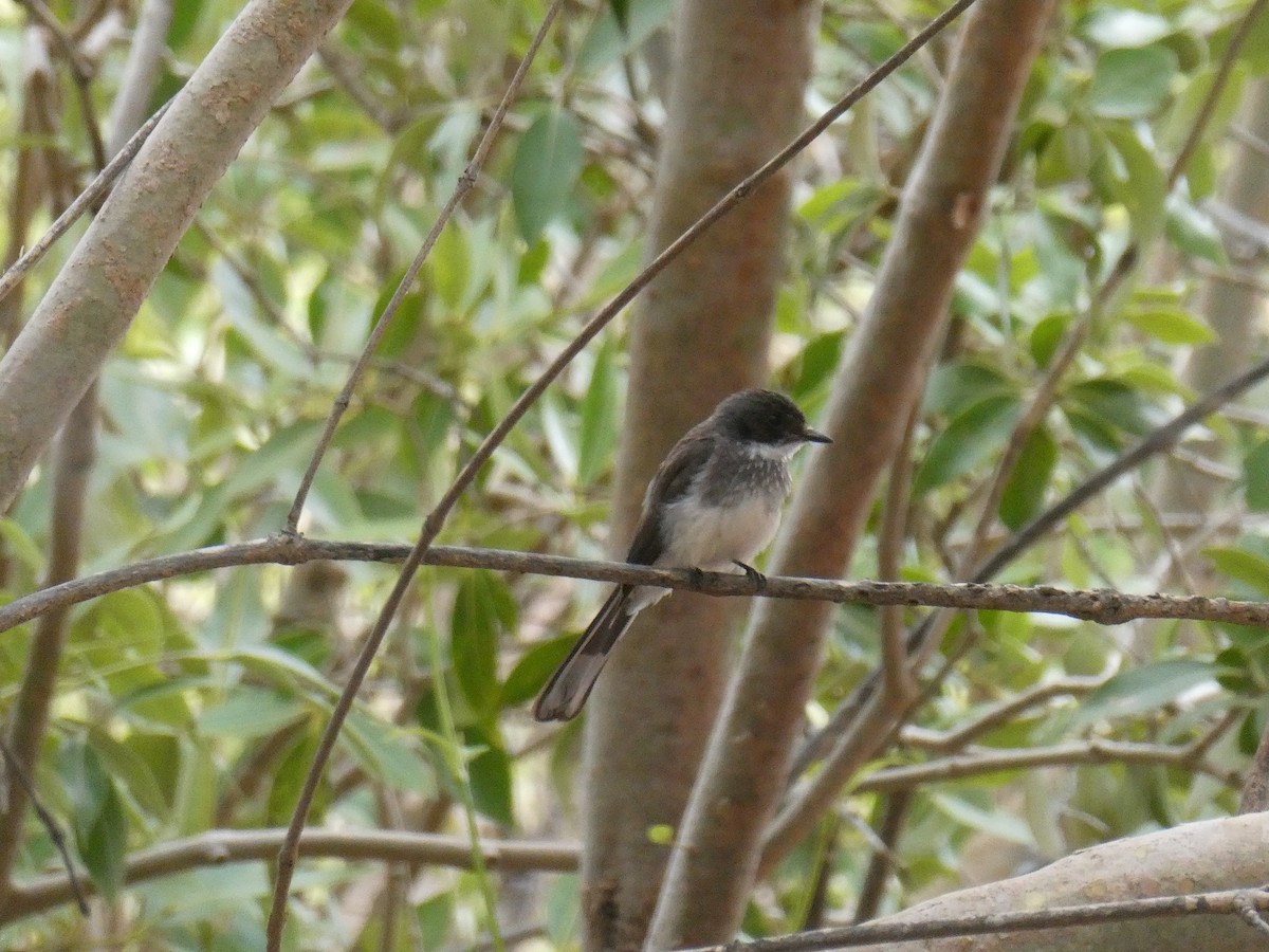 Northern Fantail - ML521562171