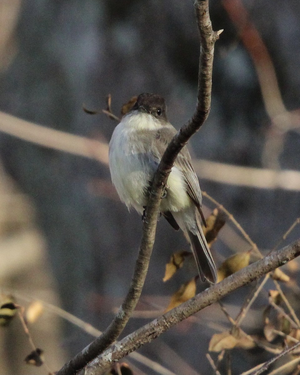 Eastern Phoebe - ML521562381