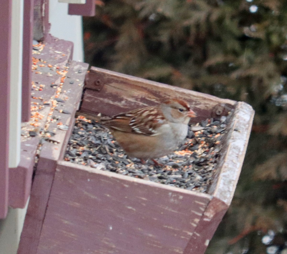 White-crowned Sparrow - denise simonl