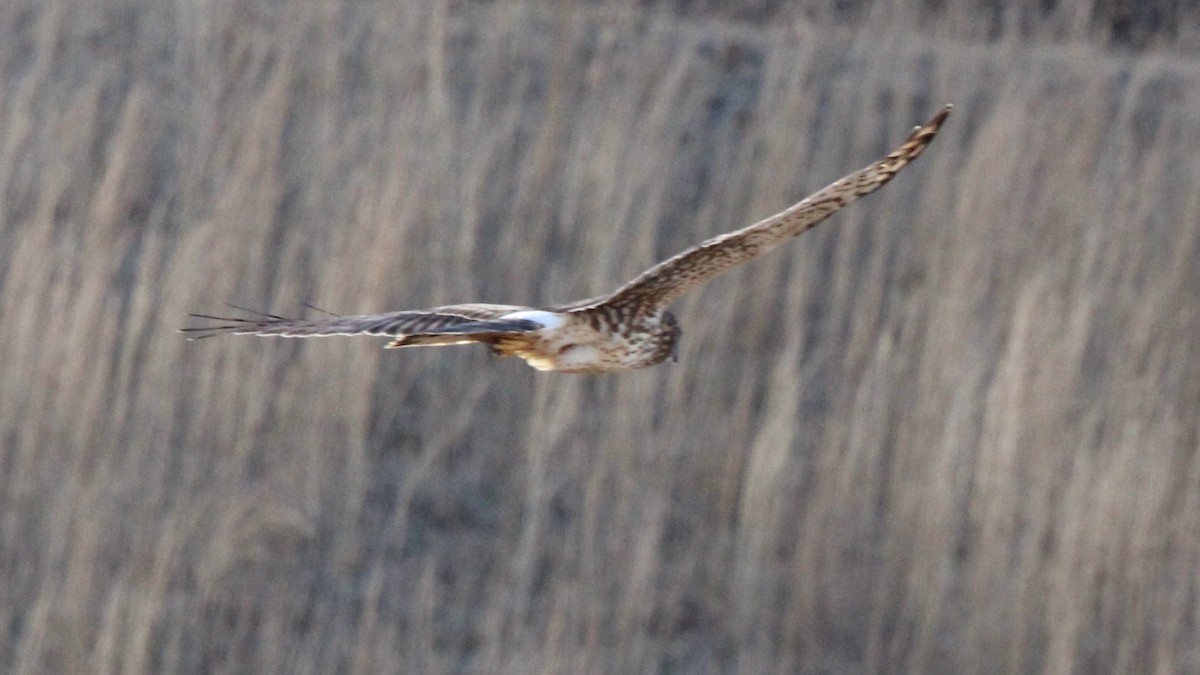 Northern Harrier - ML521563671