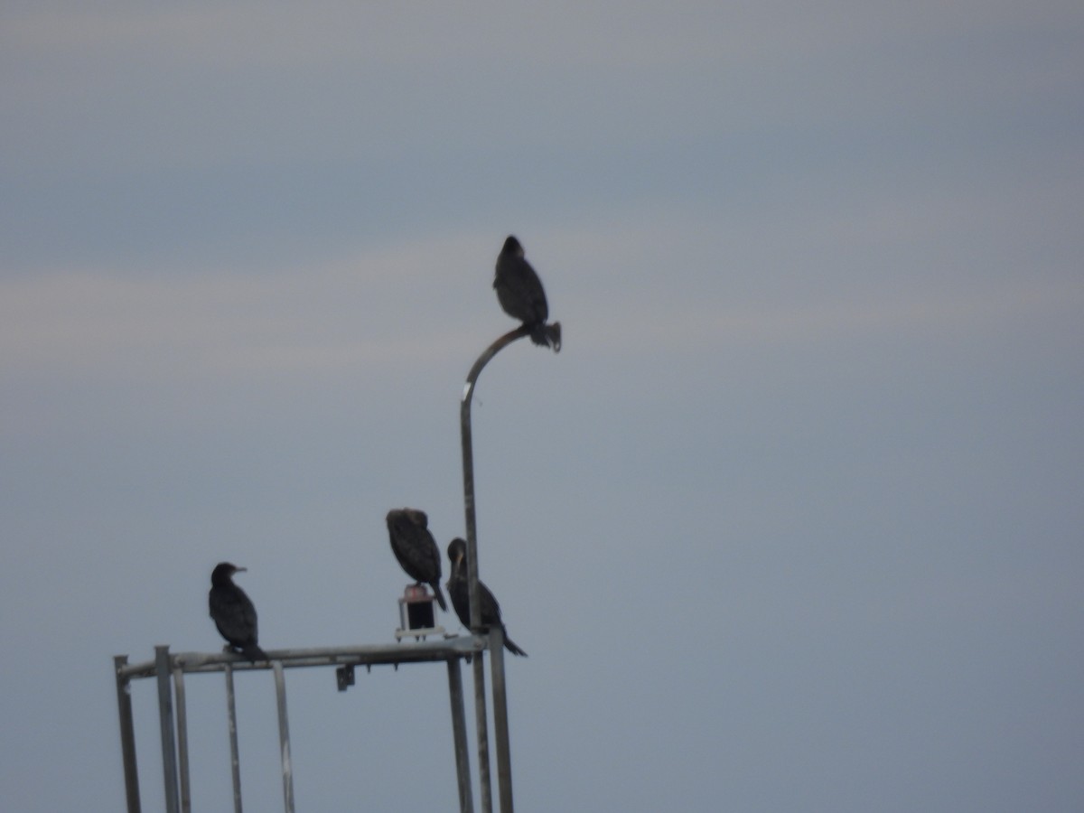 Great Cormorant - Tom Moran