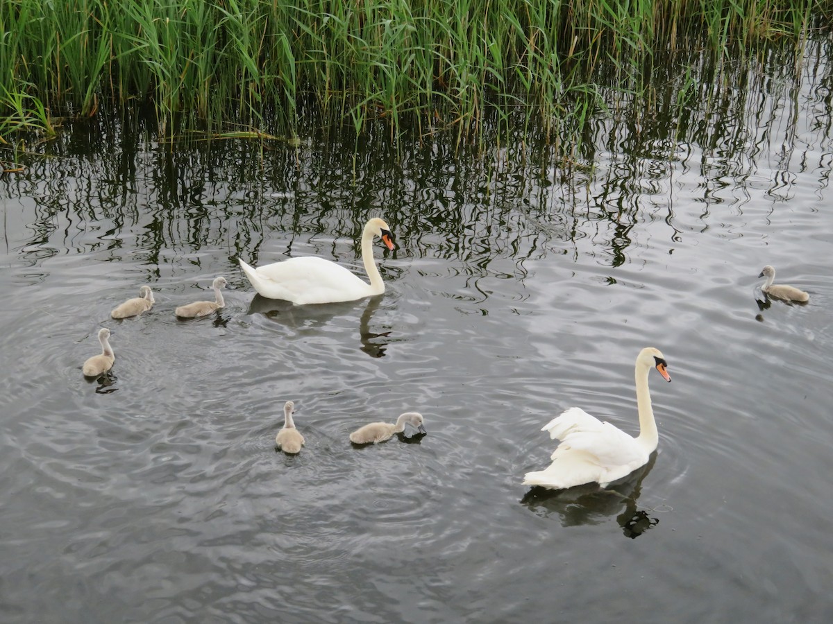 Mute Swan - ML521563871