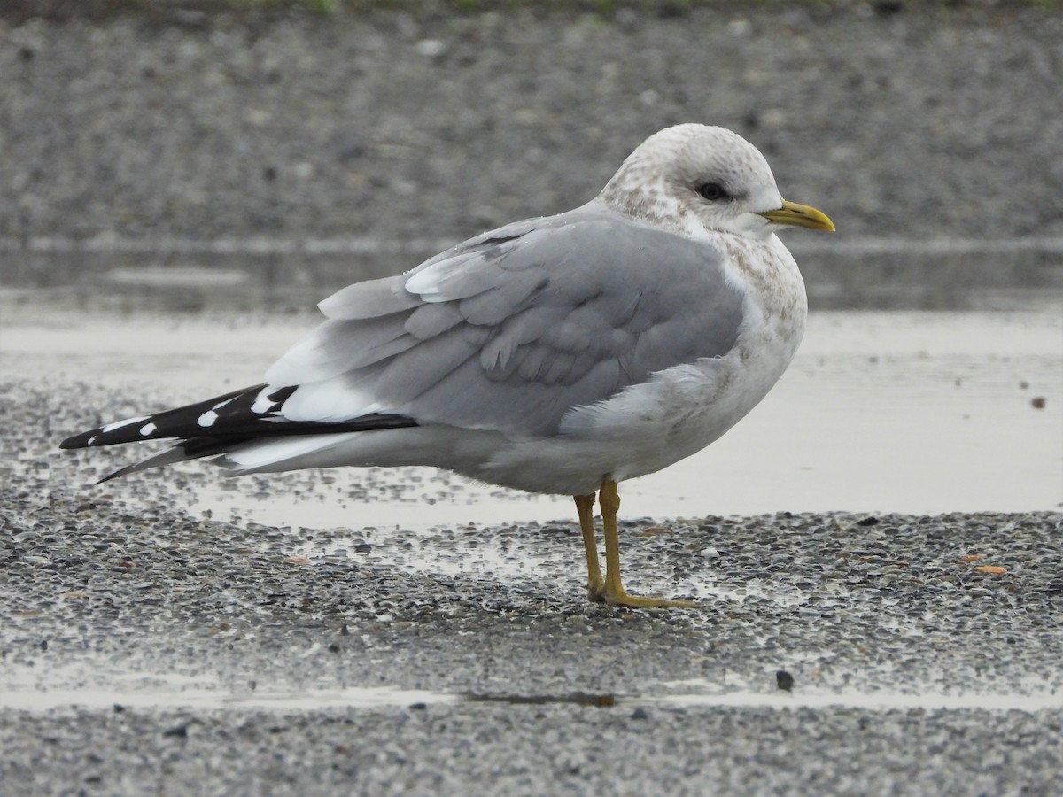 Short-billed Gull - ML521565471