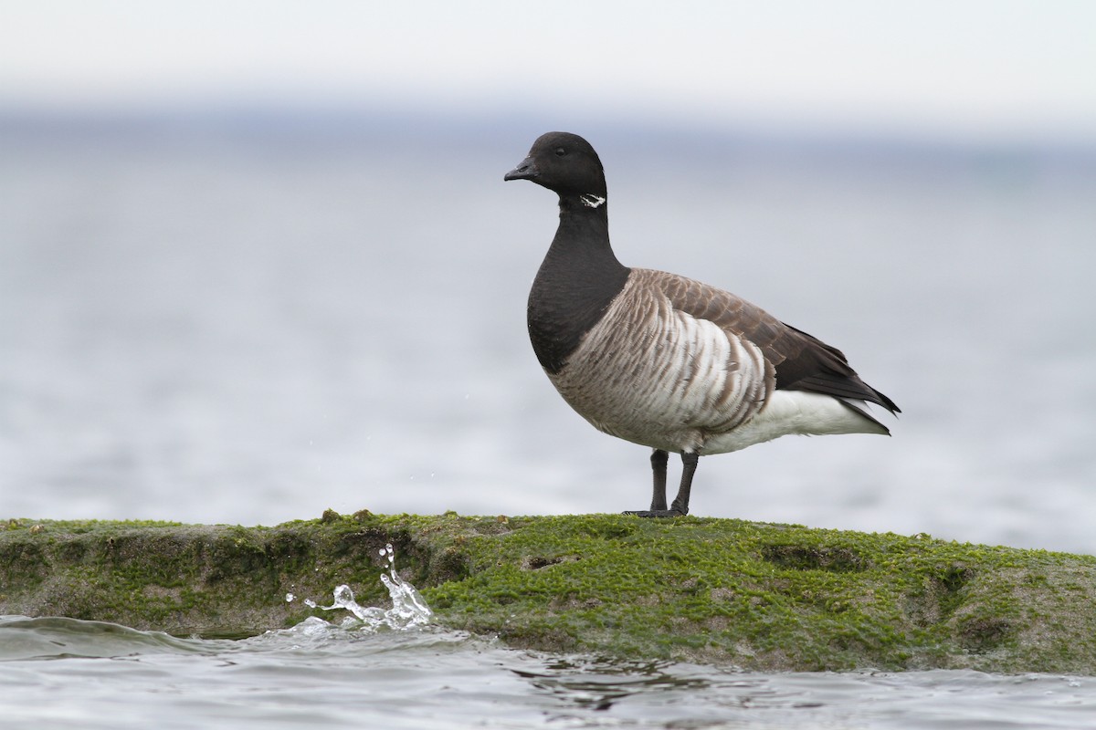 berneška tmavá (ssp. hrota) - ML52156611