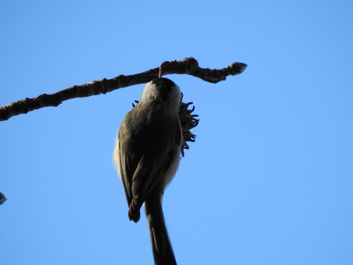 Carolina Chickadee - ML521568561