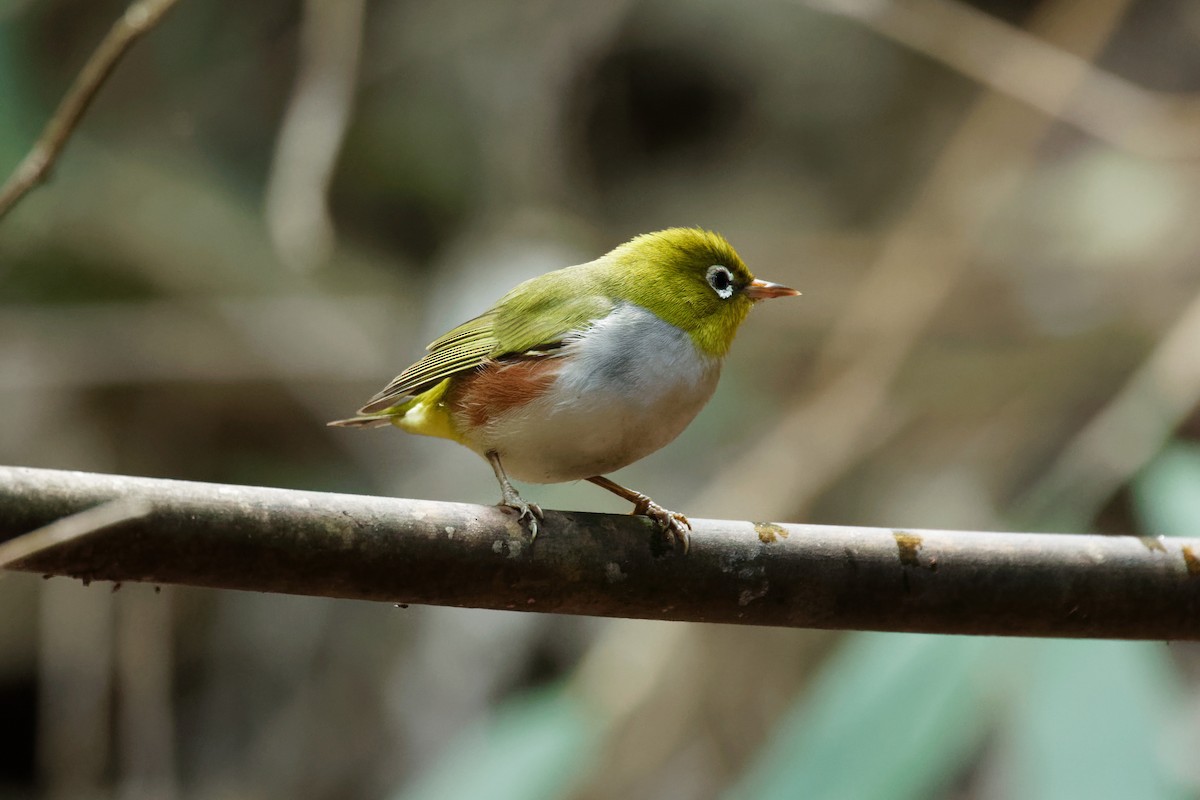 Chestnut-flanked White-eye - ML521569031