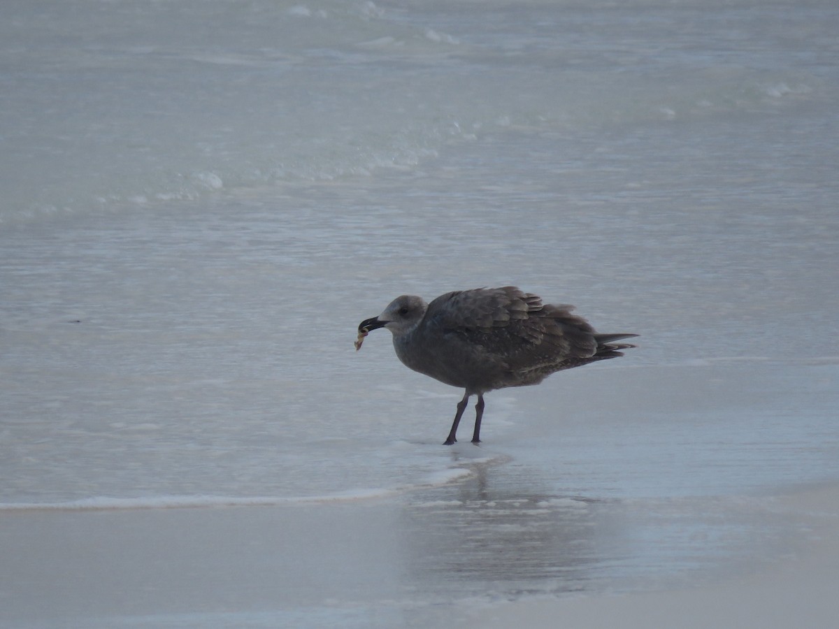 Gaviota de Bering - ML521569101