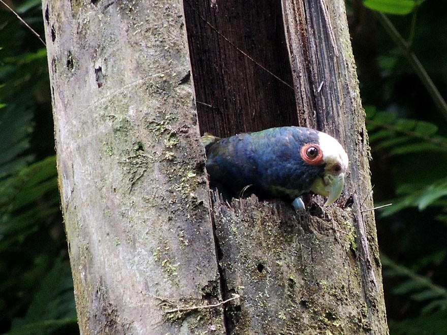 White-crowned Parrot - ML52156921