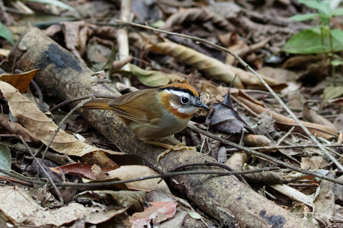 Rufous-throated Fulvetta - ML521569841