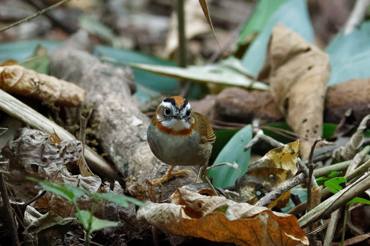 Rufous-throated Fulvetta - ML521569851