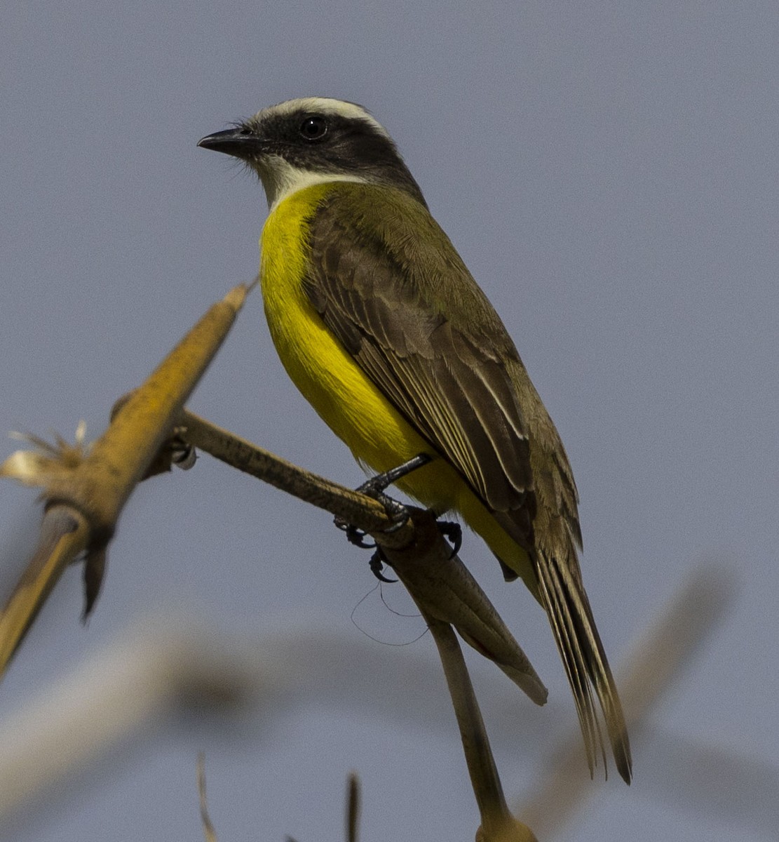 Social Flycatcher - ML521570951