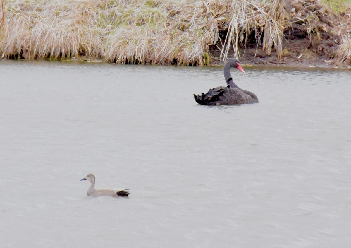 Cygne noir - ML52157131